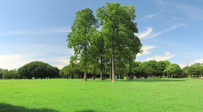 🌳 키시네 공원 (기시네코엔)